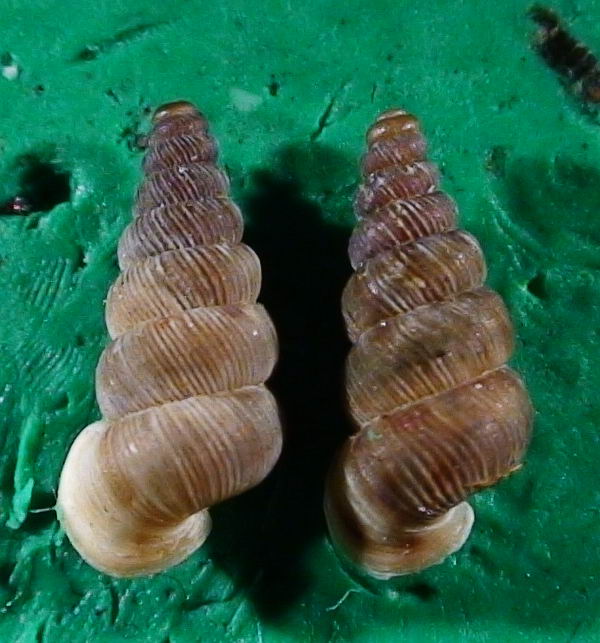 Cochlostoma montanum cassiniacum (Saint Simon in Paul. 1878)